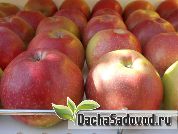 Яблоня сорт Лобо - Описание сорта, особенности выращивания, фото яблони сорта Лобо - DachaSadovod.ru