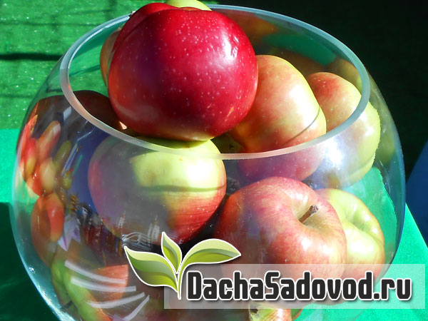 Яблоня сорт Алеся - Описание сорта, особенности выращивания, фото яблони сорта Алеся - DachaSadovod.ru