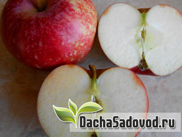 Яблоня сорт Антей - Описание сорта, особенности выращивания, фото яблони сорта Антей - DachaSadovod.ru