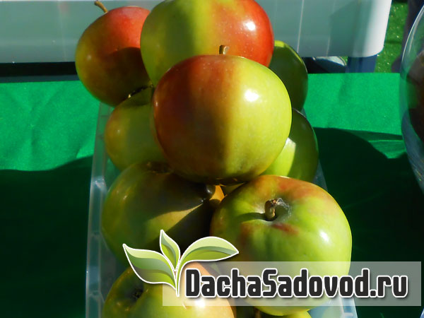 Яблоня сорт Апрельское - Описание сорта, особенности выращивания, фото яблони сорта Апрельское - DachaSadovod.ru