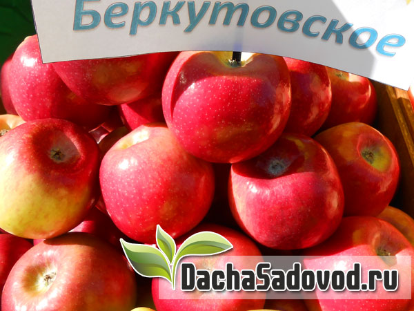 Яблоня сорт Беркутовское - Описание сорта, особенности выращивания, фото яблони сорта Беркутовское - DachaSadovod.ru