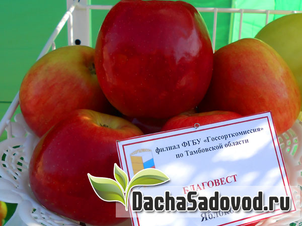 Яблоня сорт Благовест - Описание сорта, особенности выращивания, фото яблони сорта Благовест - DachaSadovod.ru