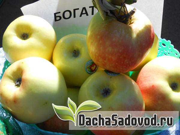 Яблоня сорт Богатырь - Описание сорта, особенности выращивания, фото яблони сорта Богатырь - DachaSadovod.ru