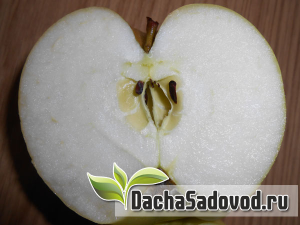 Яблоня сорт Богатырь - Описание сорта, особенности выращивания, фото яблони сорта Богатырь - DachaSadovod.ru