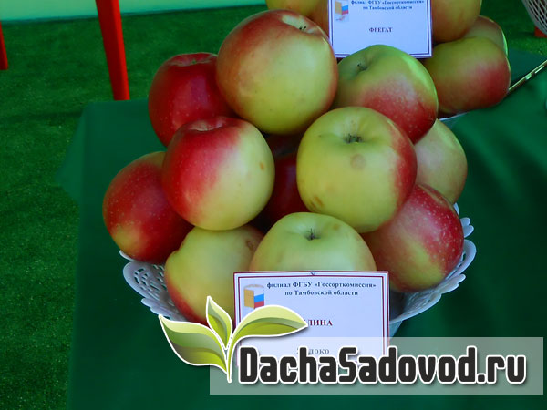Яблоня сорт Былина - Описание сорта, особенности выращивания, фото яблони сорта Былина - DachaSadovod.ru