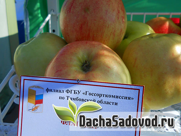Яблоня сорт Флагман - Описание сорта, особенности выращивания, фото яблони сорта Флагман - DachaSadovod.ru