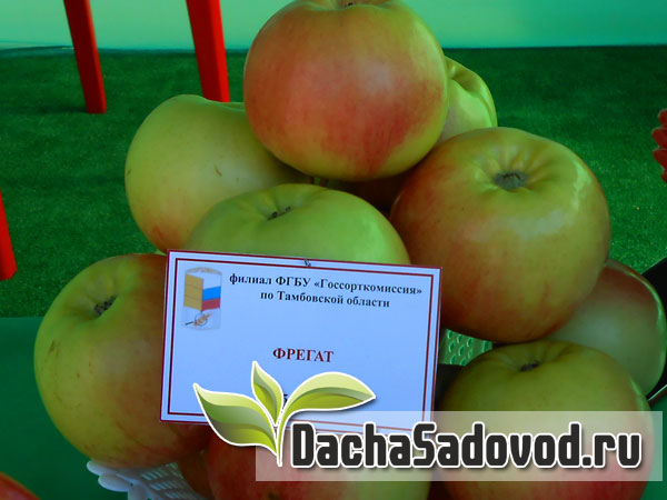 Яблоня сорт Фрегат - Описание сорта, особенности выращивания, фото яблони сорта Фрегат - DachaSadovod.ru