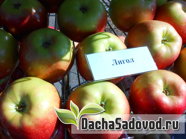Яблоня сорт Лигол - Описание сорта, особенности выращивания, фото яблони сорта Лигол - DachaSadovod.ru