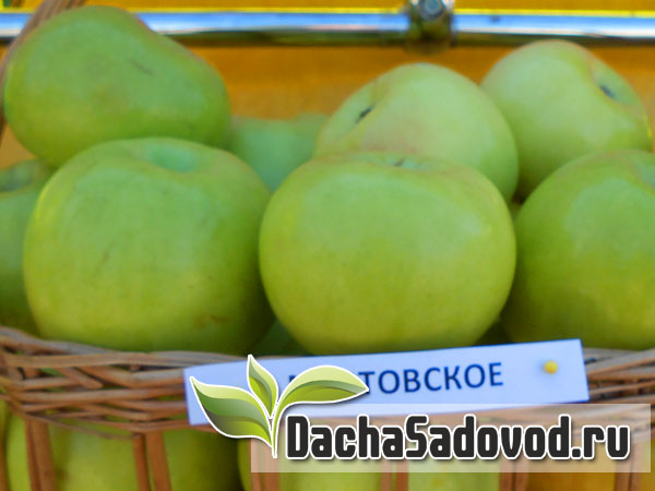 Яблоня сорт Мартовское - Описание сорта, особенности выращивания, фото яблони сорта Мартовское - DachaSadovod.ru