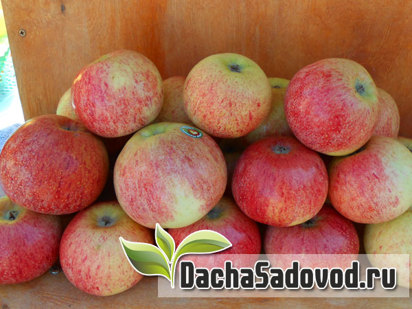 Яблоня сорт Оранжевое - Описание сорта, особенности выращивания, фото яблони сорта Оранжевое - DachaSadovod.ru