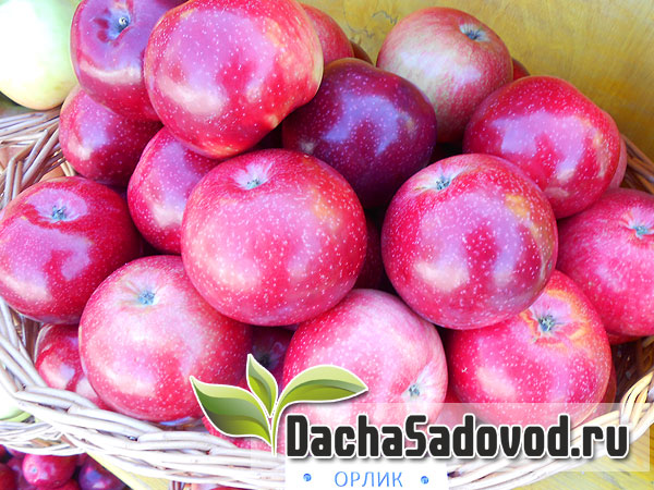 Яблоня сорт Орлик - Описание сорта, особенности выращивания, фото яблони сорта Орлик - DachaSadovod.ru