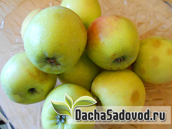 Яблоня сорт Северный Синап - Описание сорта, особенности выращивания, фото яблони сорта Северный Синап - DachaSadovod.ru
