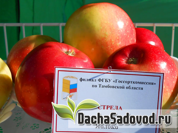 Яблоня сорт Стрела - Описание сорта, особенности выращивания, фото яблони сорта Стрела - DachaSadovod.ru