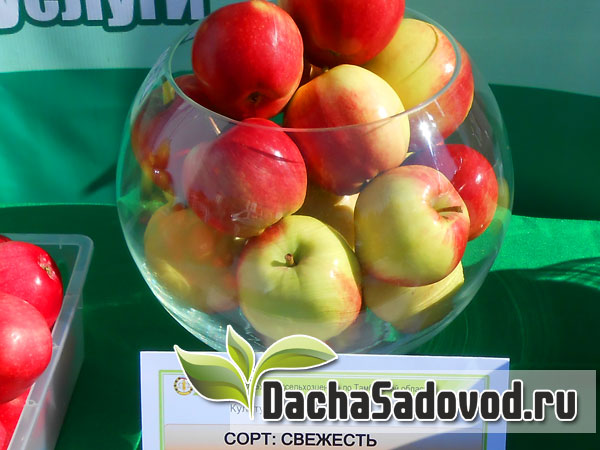 Яблоня сорт Свежесть - Описание сорта, особенности выращивания, фото яблони сорта Свежесть - DachaSadovod.ru