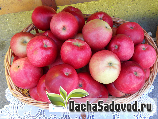 Яблоня сорт Веньяминовское - Описание сорта, особенности выращивания, фото яблони сорта Веньяминовское - DachaSadovod.ru