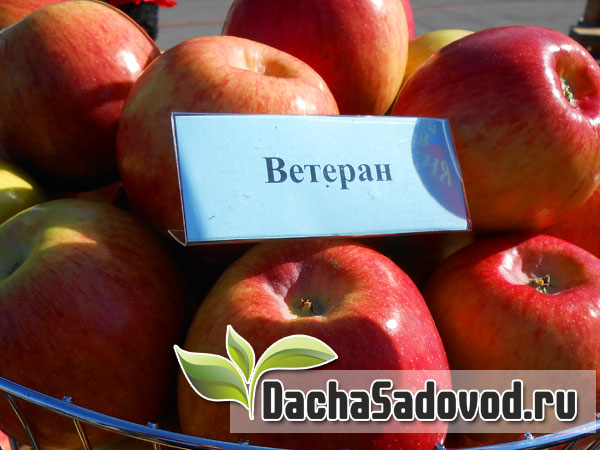 Яблоня сорт Ветеран - Описание сорта, особенности выращивания, фото яблони сорта Ветеран - DachaSadovod.ru