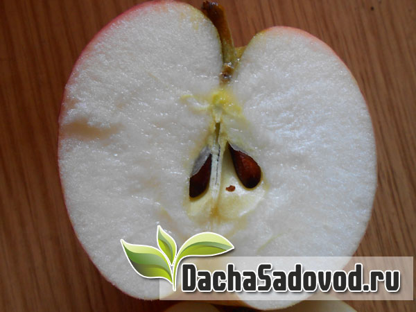 Яблоня сорт Ветеран - Описание сорта, особенности выращивания, фото яблони сорта Ветеран - DachaSadovod.ru