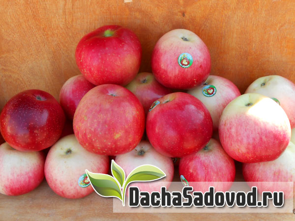 Яблоня сорт Вишнёвая - Описание сорта, особенности выращивания, фото яблони сорта Вишнёвая - DachaSadovod.ru