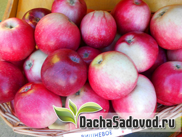 Яблоня сорт Вишнёвая - Описание сорта, особенности выращивания, фото яблони сорта Вишнёвая - DachaSadovod.ru