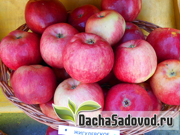 Яблоня сорт Жигулёвское - Описание сорта, особенности выращивания, фото яблони сорта Жигулёвское - DachaSadovod.ru