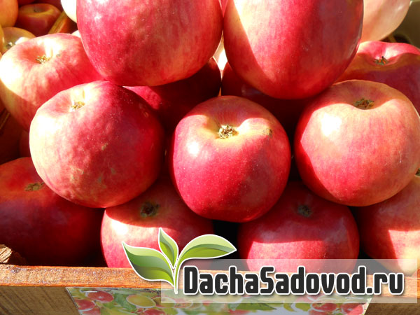 Яблоня сорт Жигулёвское - Описание сорта, особенности выращивания, фото яблони сорта Жигулёвское - DachaSadovod.ru