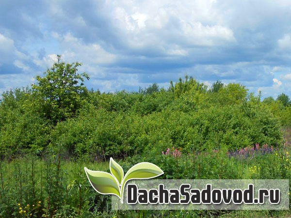 Как оформить в собственность заброшенный участок в садовом товариществе, от которого отказались старые хозяева - DachaSadovod.ru