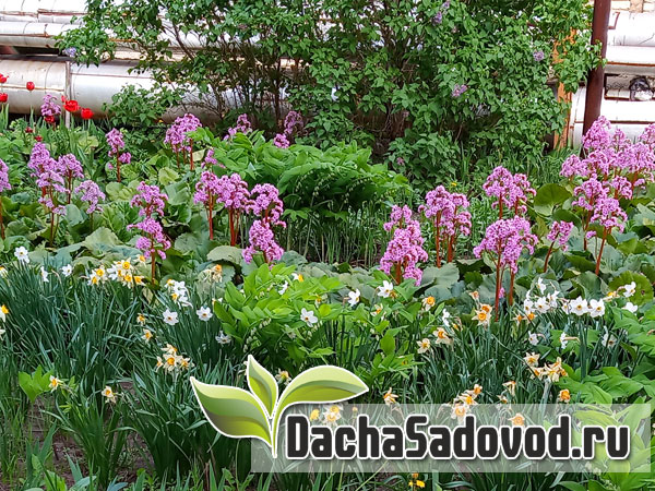 Тюльпан - Tulipa - Цветение тюльпанов - DachaSadovod.ru