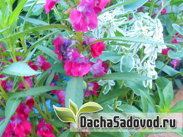 Молочай окаймленный - Euphorbia marginata - Размножение молочая окаймленного - Фото молочаев окаймленных - DachaSadovod.ru