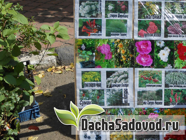 Декоративные кустарники на дачном участке - Фото декоративных кустарников в саду - DachaSadovod.ru