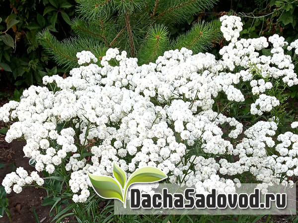 Сосна - Описание, особенности выращивания и ухода, фото сосны - DachaSadovod.ru