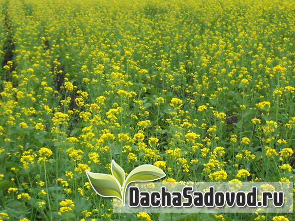 Сидераты - Зелёные (травяные) удобрения - Выращивание сидератов на дачном участке - Сидерация - DachaSadovod.ru