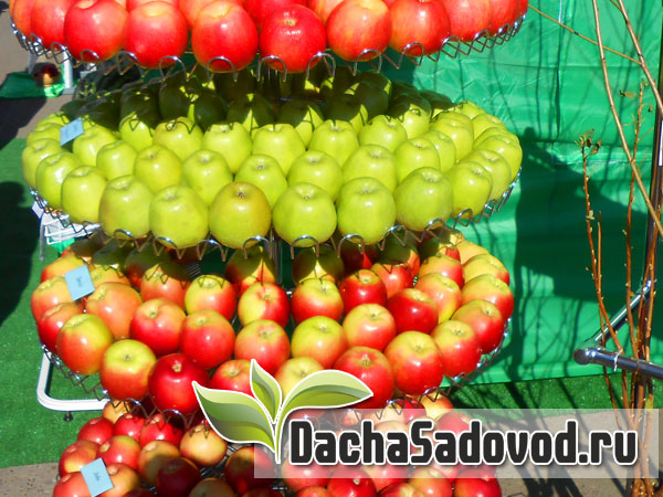 Классификация яблонь – Как выбрать подходящий для ваших условий оптимальный сорт яблони - DachaSadovod.ru