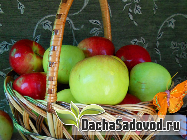 Классификация яблонь – Как выбрать подходящий для ваших условий оптимальный сорт яблони - DachaSadovod.ru