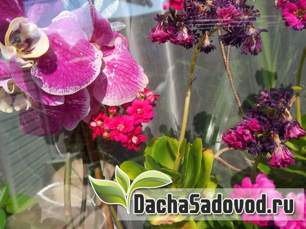 Комнатные цветы - Комнатные растения - DachaSadovod.ru