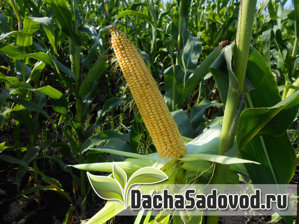 Кукуруза (Маис) - Сорта, посадка и уход, фото, болезни и вредители кукурузы - DachaSadovod.ru