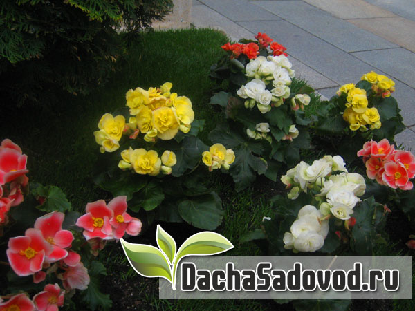Ландшафтный дизайн - Основы благоустройства садового и дачного участка - DachaSadovod.ru