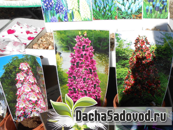 Фасциация лилий – лилия с огромным количеством цветков на одном растении - DachaSadovod.ru