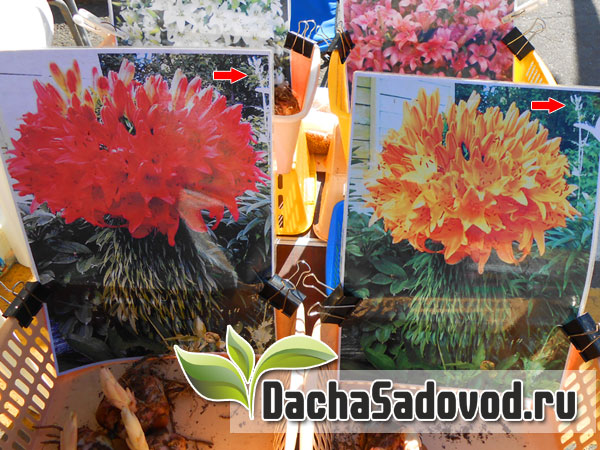 Фасциация лилий – лилия с огромным количеством цветков на одном растении - DachaSadovod.ru