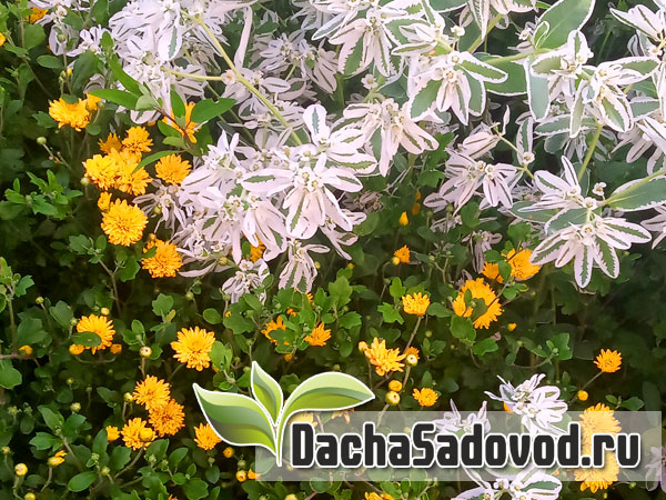 Молочай окаймленный - Euphorbia marginata - Размножение молочая окаймленного - Фото молочаев окаймленных - DachaSadovod.ru