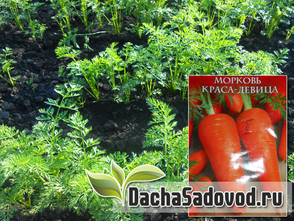 Морковь - Сорта, посадка и уход, фото, болезни и вредители моркови - DachaSadovod.ru