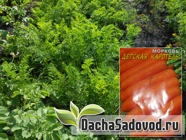 Морковь - Сорта, посадка и уход, фото, болезни и вредители моркови - DachaSadovod.ru