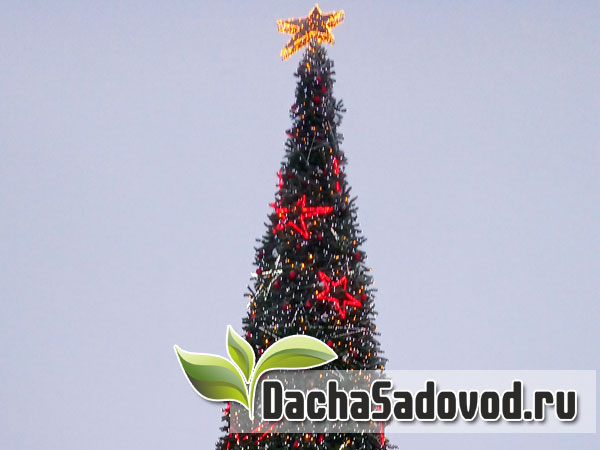 Новый Год 2020 в Мичуринске - Новогодняя ёлка на центральной площади Мичуринска - DachaSadovod.ru