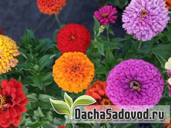 Однолетние цветы - Выращивание однолетников на дачном участке - DachaSadovod.ru