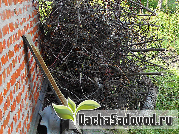 Переработка веток плодовых деревьев и кустарников на удобрение - DachaSadovod.ru