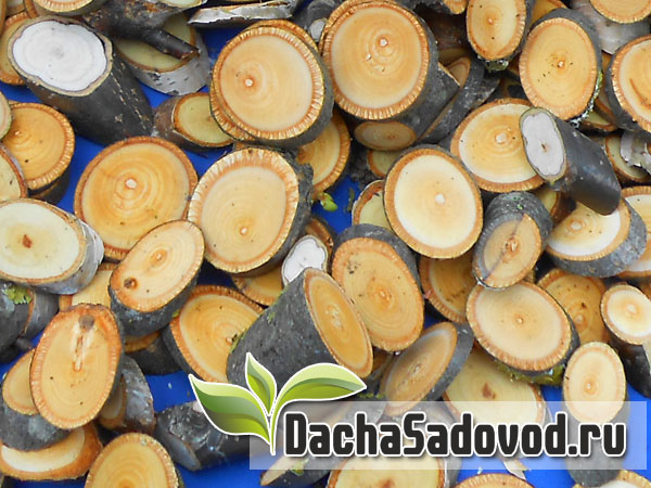 Переработка веток плодовых деревьев и кустарников на удобрение - DachaSadovod.ru