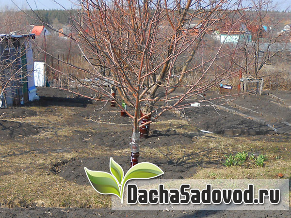 Работы в саду и на огороде в ноябре - Список сезонных работ на даче в ноябре месяце - DachaSadovod.ru