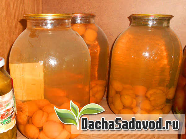 Компот из абрикосов - Рецепт приготовления компота из абрикосов - Фото компота из абрикосов - DachaSadovod.ru