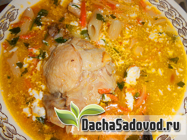 Рецепт суп летний из курицы с макаронами - Приготовление летнего супа все ингредиенты которого срываются прямо с грядки - DachaSadovod.ru