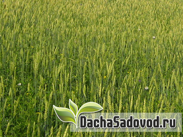 Сидераты - Зелёные (травяные) удобрения - Выращивание сидератов на дачном участке - Сидерация - DachaSadovod.ru