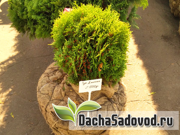 Туя - Описание, особенности выращивания и ухода, фото туи - DachaSadovod.ru